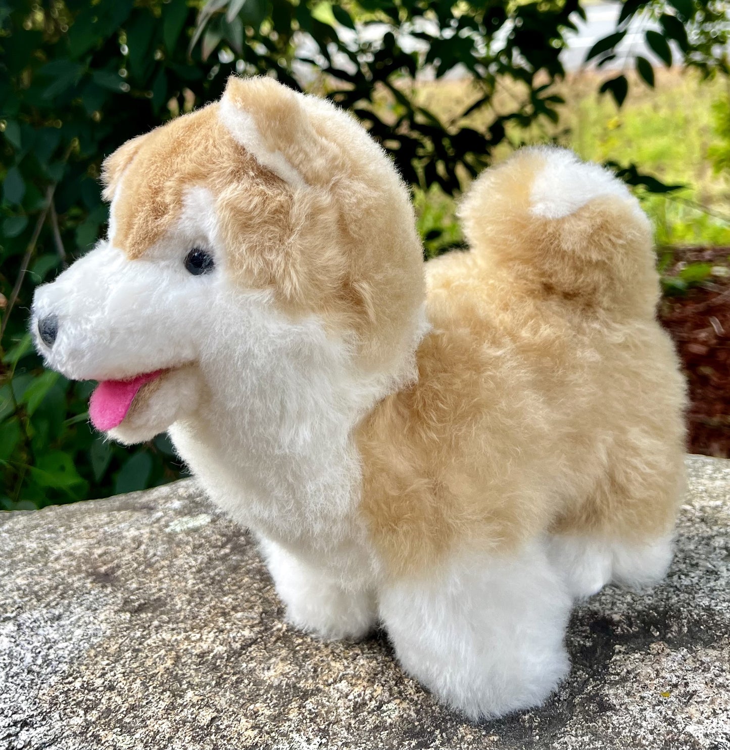 Welsh Corgi Puppy