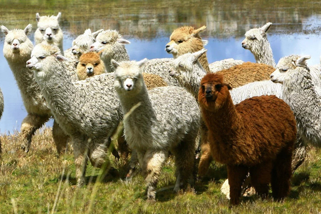 Why choose Alpaca products?