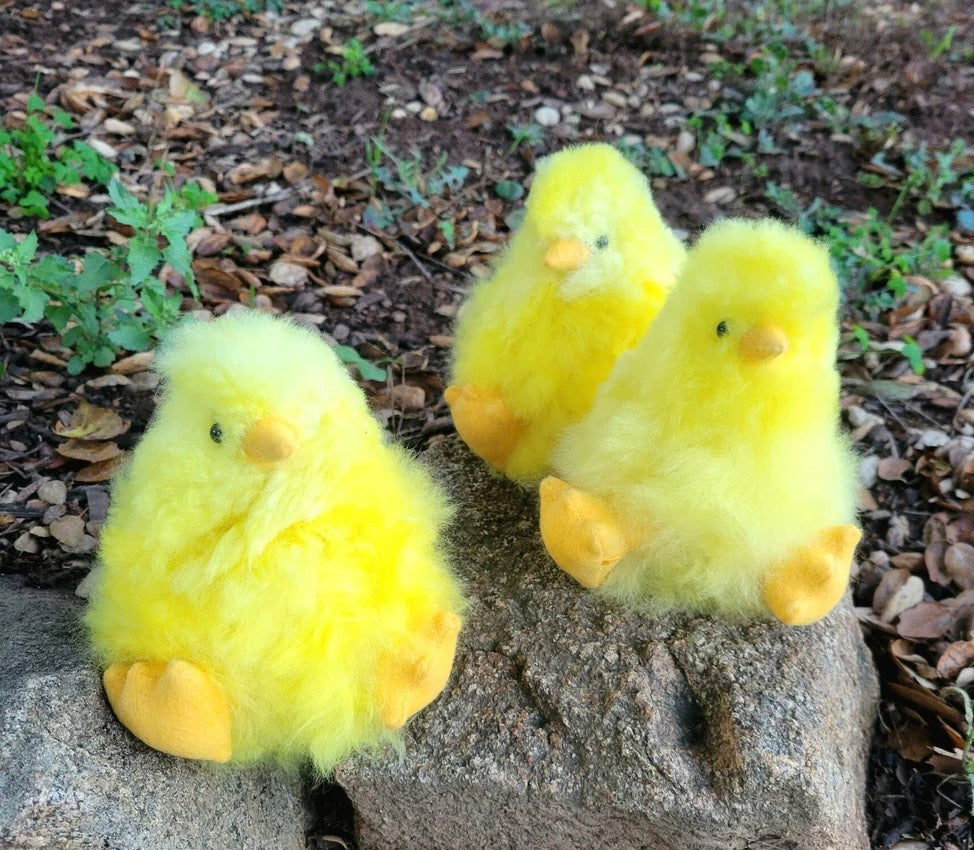 Baby Chicks