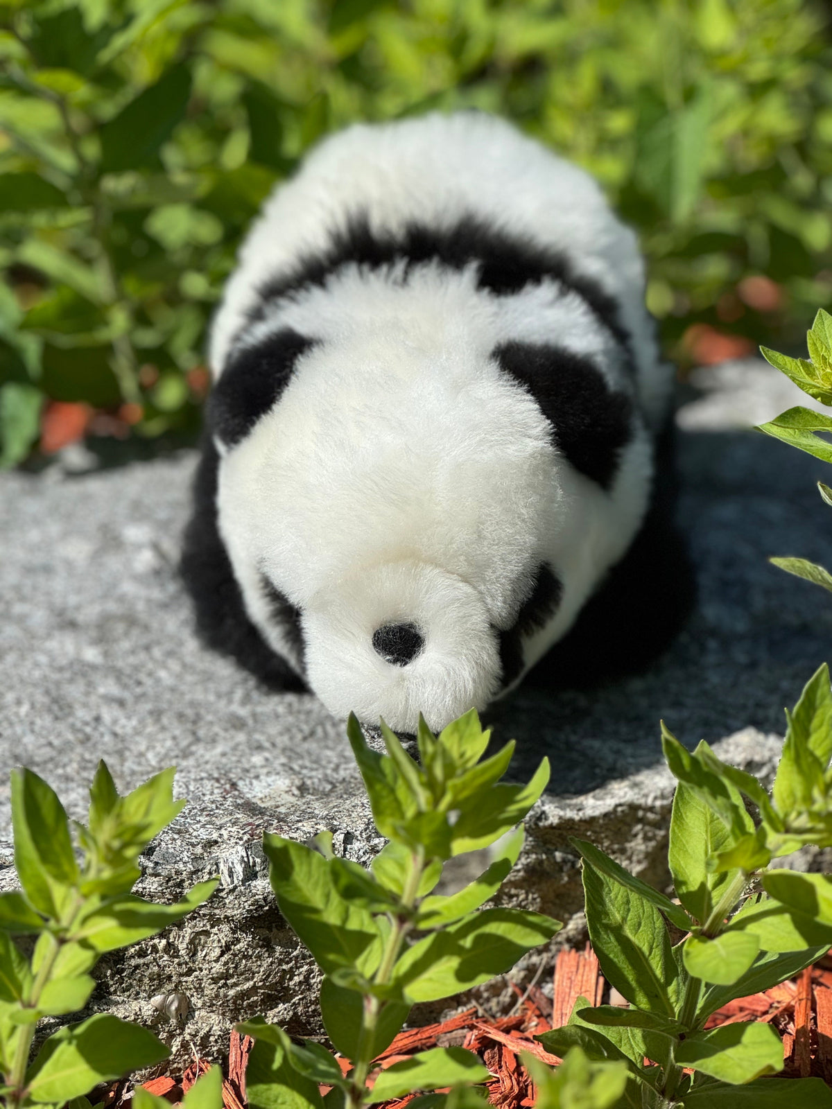 Walking Panda