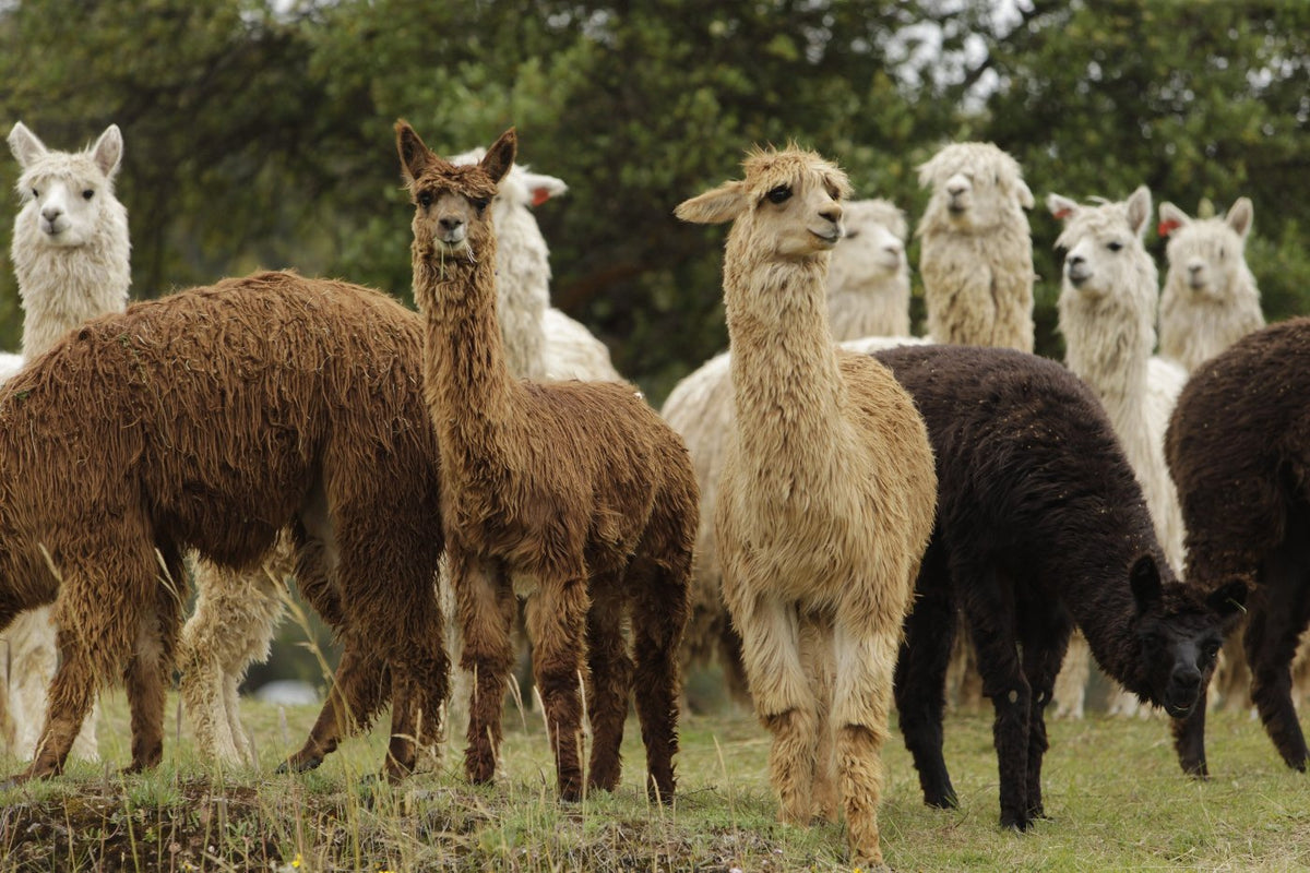 About Alpaca – Peruvian Link Alpaca Collection